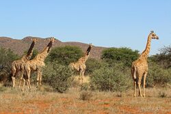Photograph of a gathering of four female giraffes