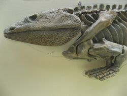 Skeleton of Ichthyostega.JPG