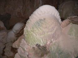 'Crayback' stromatolite – Nettle Cave, Jenolan Caves, NSW, Australia