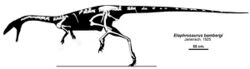 Diagram showing a reconstructed skeleton of the related Elaphrosaurus