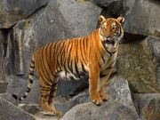 Large orange tiger with black stripes