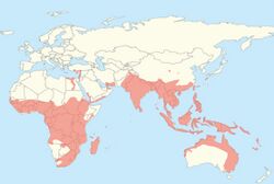 Worldwide distribution of Pteropodidae.jpg