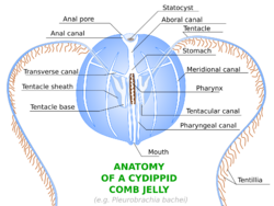 Anatomy of Cydippid Ctenophore