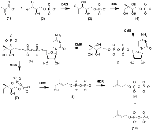 Formation of IPP and DMAPP from Pyruvate and Glyceraldehyde 3-Phosphate