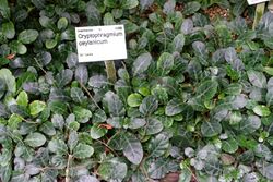 Gymnostachyum ceylanicum (Cryptophragmium ceylanicum) - Flora park - Cologne, Germany - DSC00607.jpg