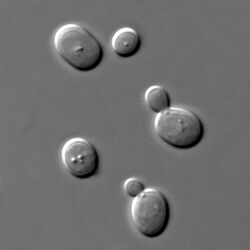 Saccharomyces cerevisiae, a species of yeast