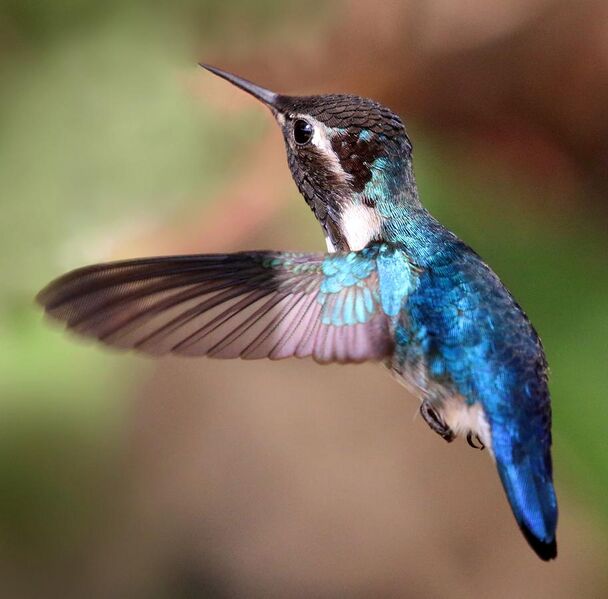File:Bee hummingbird (Mellisuga helenae) adult male in flight-cropped.jpg
