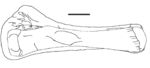 Laplatasaurus Tibia-Fibula.png