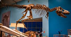 Tarbosaurus bataar mount - Dinosaur Mysteries exhibit.jpg