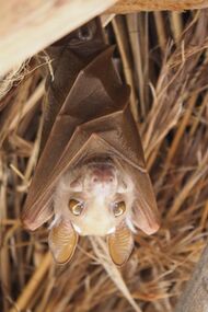 A bat with its wings wrapped around its body. Its eyes are tawny brown and prominent, and the sun shines through its ear membranes.