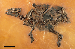 Eurohippus with fetus.PNG