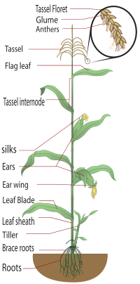 Parts of a maize plant