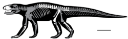 Ogresuchus skeletal.png
