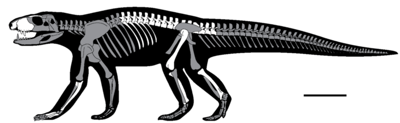 File:Ogresuchus skeletal.png