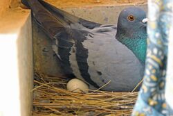 A pigeon incubating its eggs
