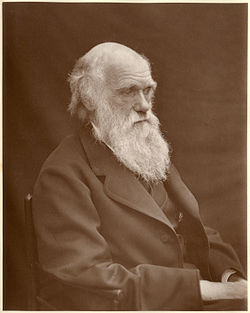 Head and shoulders portrait, increasingly bald with rather uneven bushy white eyebrows and beard, his wrinkled forehead suggesting a puzzled frown