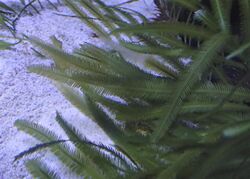 Caulerpa taxifolia kz01.jpg