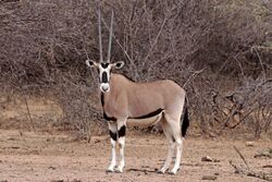 Common beisa oryx (Oryx beisa beisa) female.jpg