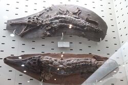 Maomingosuchus petrolica.jpg