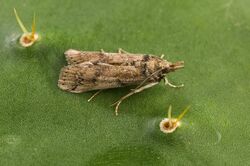 Cactoblastis cactorum moth female.jpg