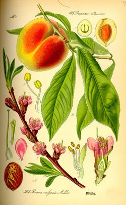 Illustration Prunus persica0.jpg