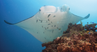 Manta alfredi at a ‘cleaning station’ - journal.pone.0046170.g002B.png