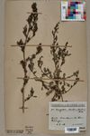 Neuchâtel Herbarium - Chenopodium strictum - NEU000004701.jpg