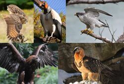 Montage of extant raptors. From top left to right: Eurasian eagle-owl, king vulture, peregrine falcon, golden eagle and bearded vulture