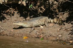 Caiman crocodilus llanos.JPG