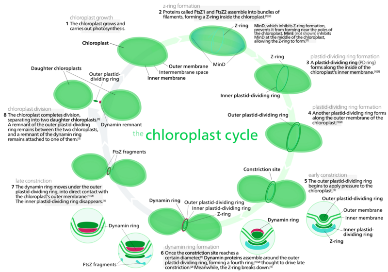 Most chloroplasts in plant cells, and all chloroplasts in algae arise from chloroplast division.[178] Picture references,[151][182]