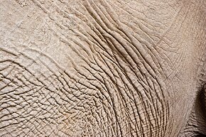 Elephant skin (3689577529).jpg
