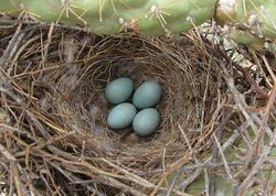 Nest with four blue eggs
