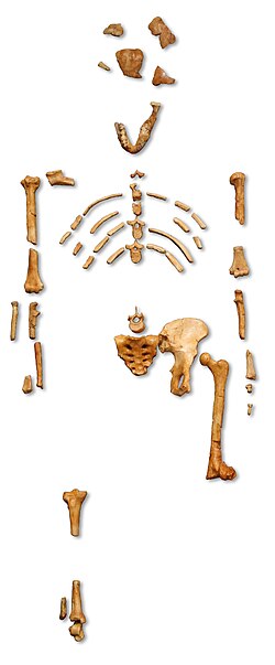 Reconstruction of the fossil skeleton of "Lucy" the Australopithecus afarensis.jpg