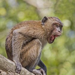 Crab-eating macaque (Macaca fascicularis) Phang Nga.jpg