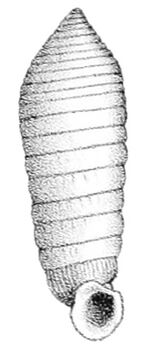 Holospira elizabethae shell.jpg