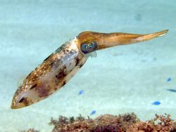 Caribbean reef squid ("Sepioteuthis sepioidea")