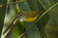 Yellow-bellied Warbler - Bhutan S4E1091 (18646959853).jpg