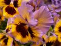Pansy “Frizzle Sizzle Yellow Blue Swirl,” Phipps Conservatory, 2015-03-25, 01.jpg
