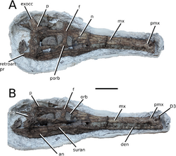 Indosinosuchus kalasinensis.png