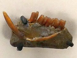 Mandible of Coephalomys arcidens, ACM 3152, Beneski Museum of Natural History.jpg