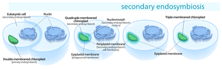 Secondary endosymbiosis consisted of a eukaryotic alga being engulfed by another eukaryote, forming a chloroplast with three or four membranes.