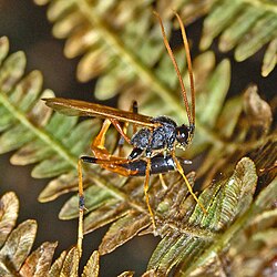 Ichneumonidae - Anomaloninae subfamily.JPG