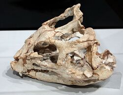 Yinlong skull.jpg