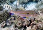Mulloidichthys flavolineatus at cleaning station.jpg