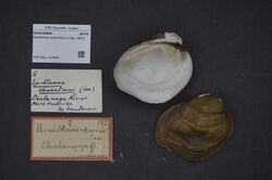 Naturalis Biodiversity Center - ZMA.MOLL.419405 - Epioblasma stewardsonii (Lea, 1852) - Unionidae - Mollusc shell.jpeg