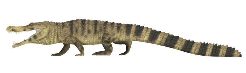 File:Deinosuchus riograndensis.png