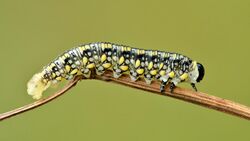 Diprion similis final instar larva (side view).jpg