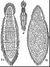EB1911 Mesozoa - Rhopalura giardii.jpg