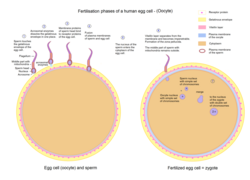 Egg cell fertilization - Zygote.png