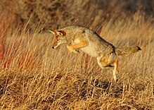 Leaping Coyote Seedskadee NWR (16117597568).jpg